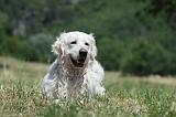 GOLDEN RETRIEVER 1183